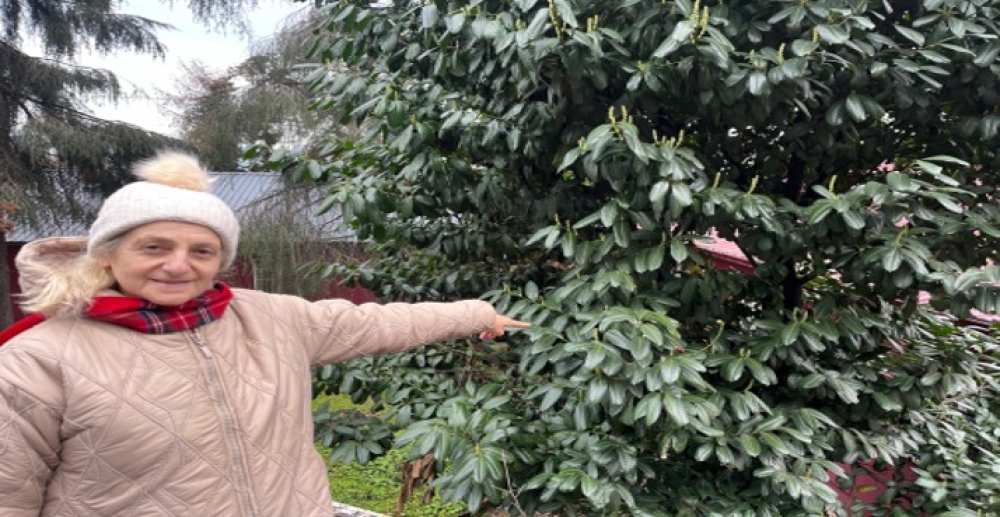 Şap Hastalığına Karayemişli Çözüm