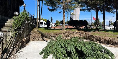 Rize Çayeli‘nde ağaç katliamı!