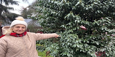 Şap Hastalığına Karayemişli Çözüm