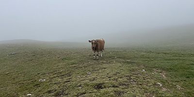 “Şap Krizi: 5 Milyar Dolarlık Zararın Hesabı Nerede?”